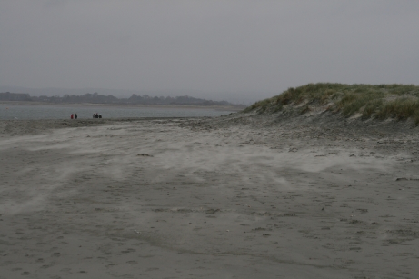 Photograph of a sand dune well populated with grasses and sedges