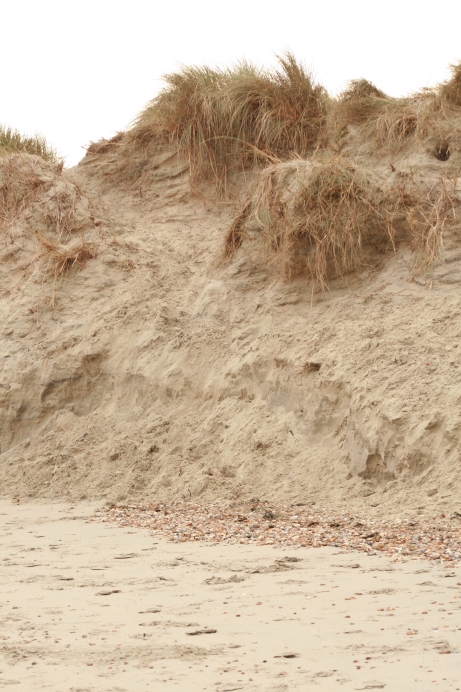 A sand dune eroded to reveal a cross-section showing sand and vegetation root systems