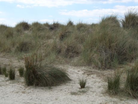 beach sand dunes. Photograph of a sand dune well