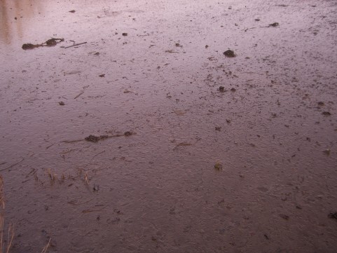 A close up image of smooth,brown, sticky mud in a mudflat