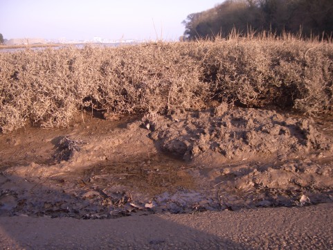 A close up image of grey/beige coloured saltmarsh vegetation and mud