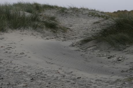 Photograph of a sand dune well populated with grasses and sedges